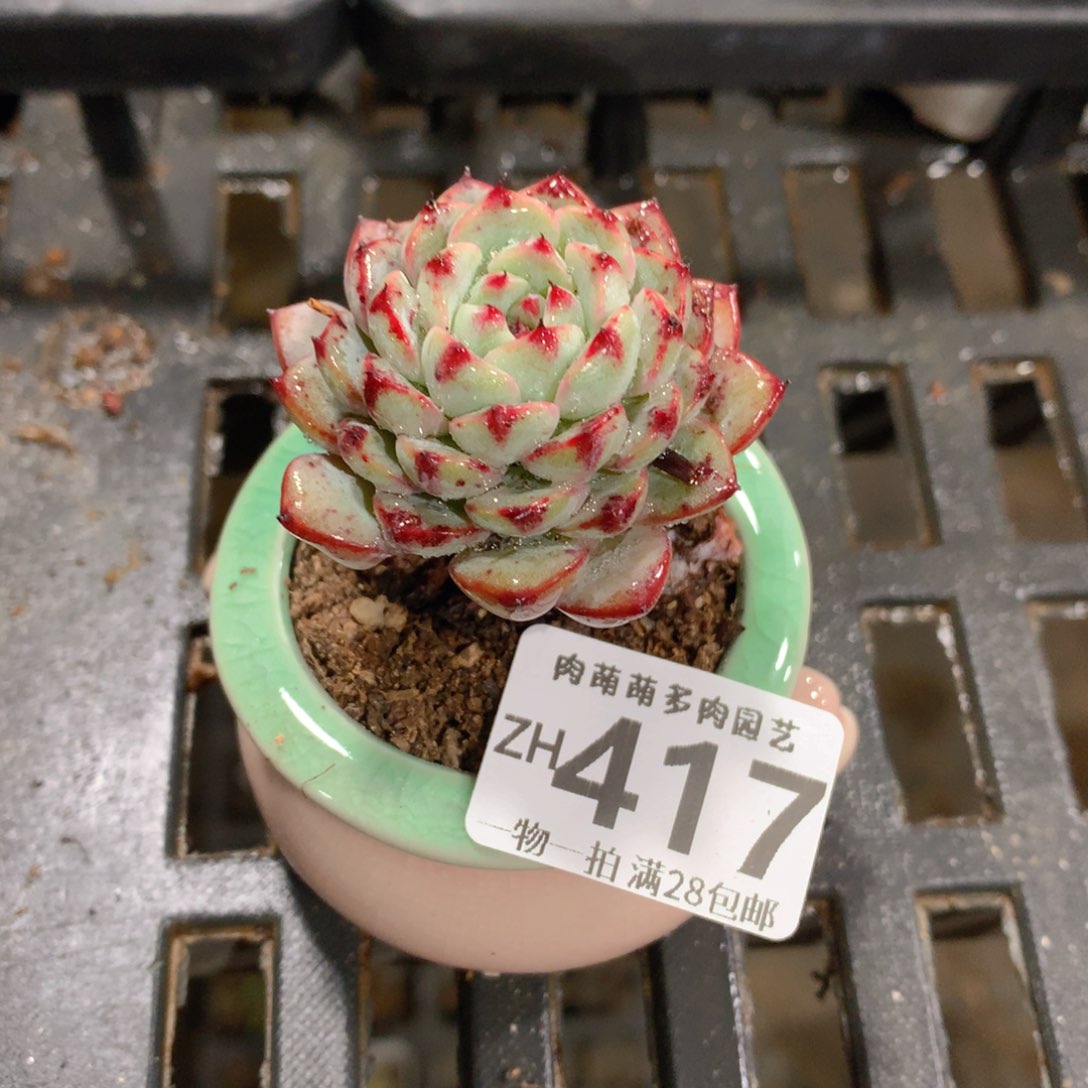 肉萌萌拇指盆精控多肉ZH417