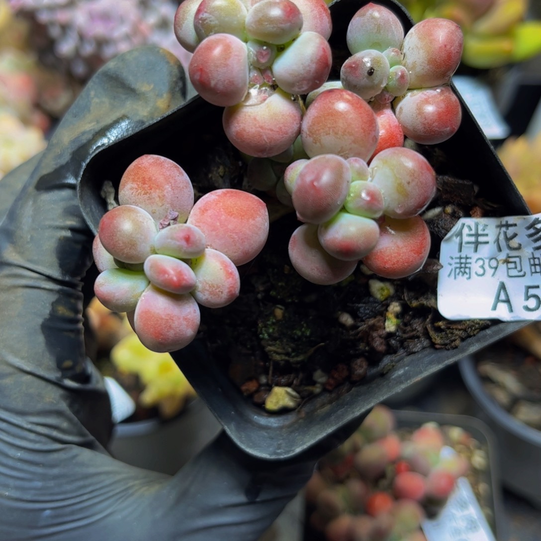 蜡***新580一代苹果奶7厘米多肉