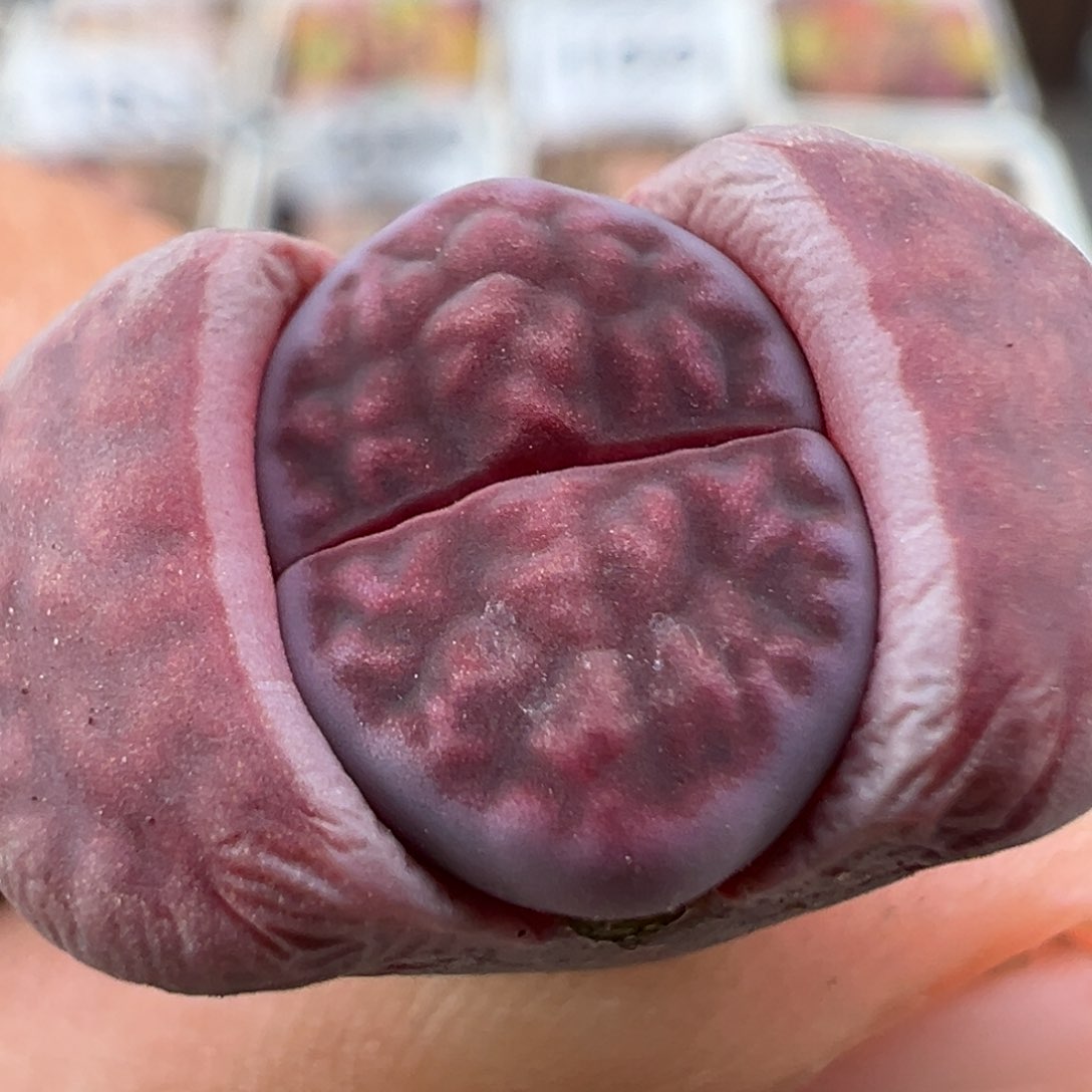 1.16好看的多肉235