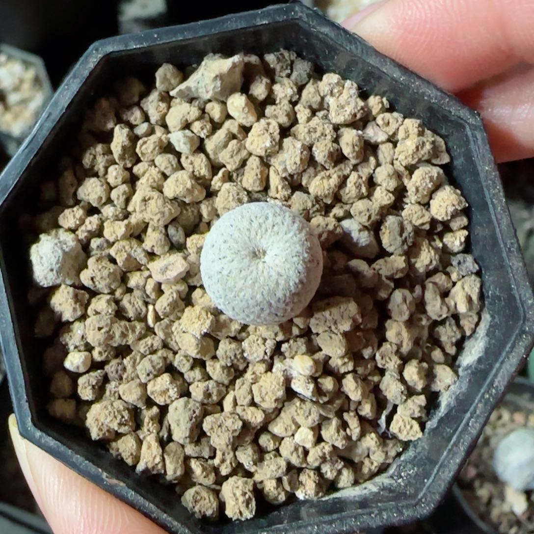 实生小人帽多肉1.1