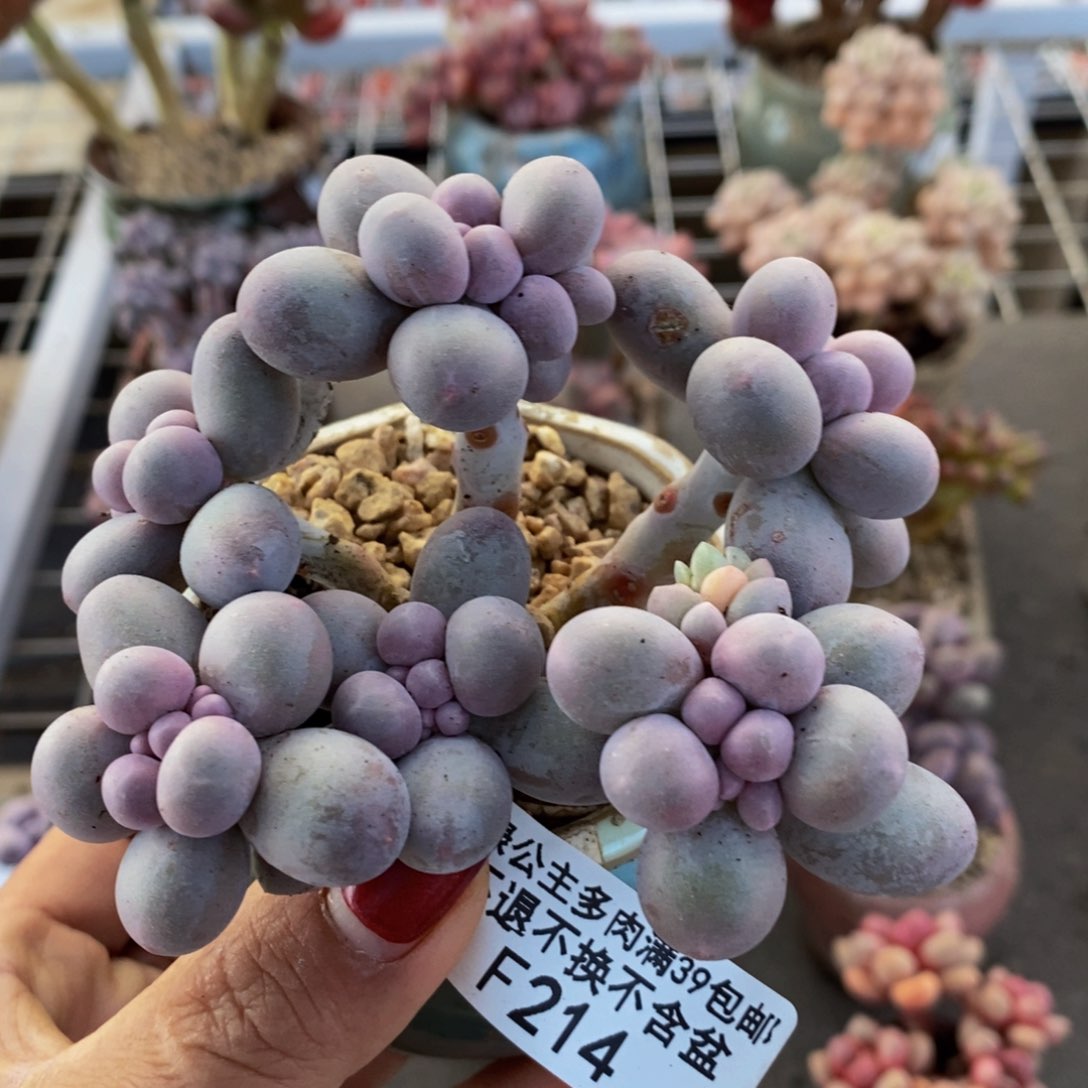 香水手指214/8c m