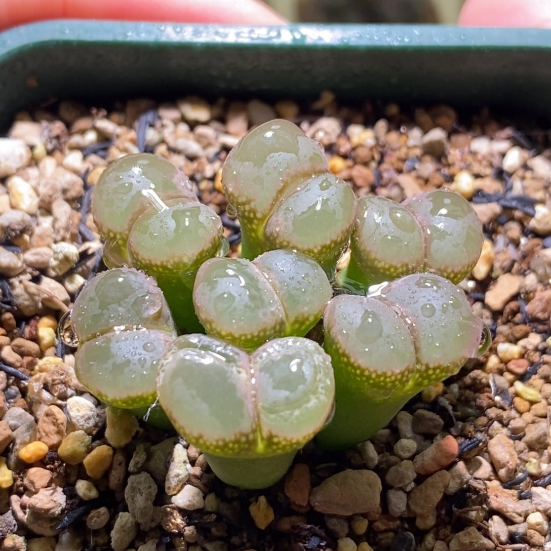 好看好看好看群生风铃