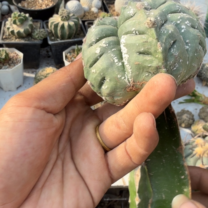龟甲鸾凤玉仙人球嫁接