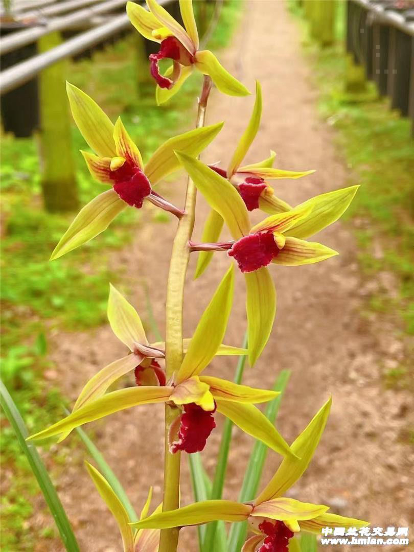 蕙兰铭品引种苗，裸根发货（引种苗不做售后）