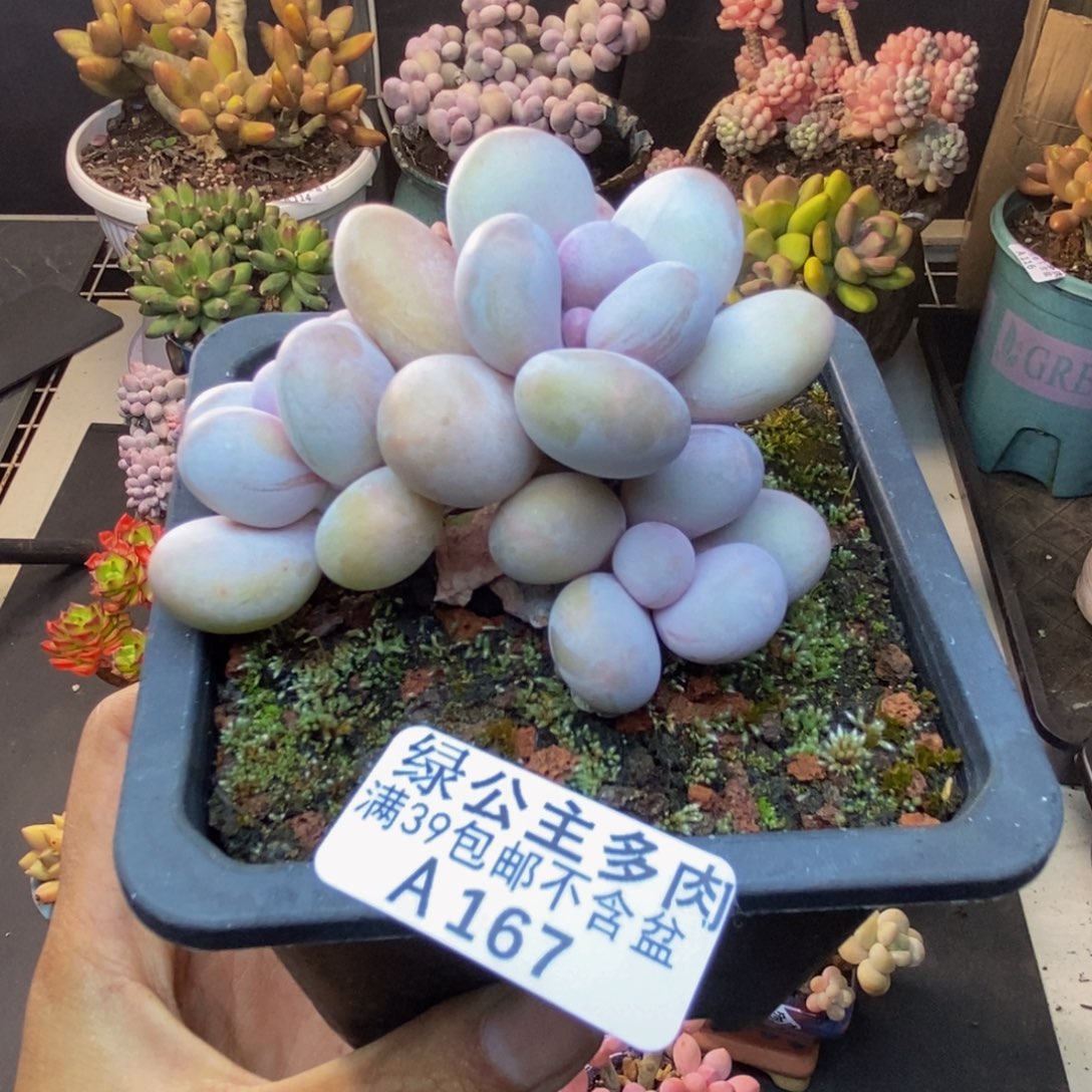 167水光针多肉6c m