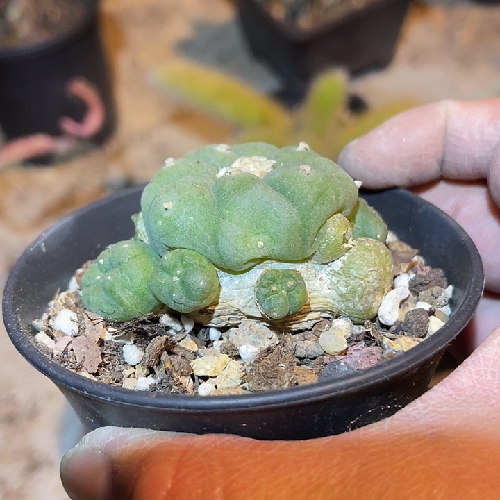 满38包邮，年后脱土晾根发货多肉自根