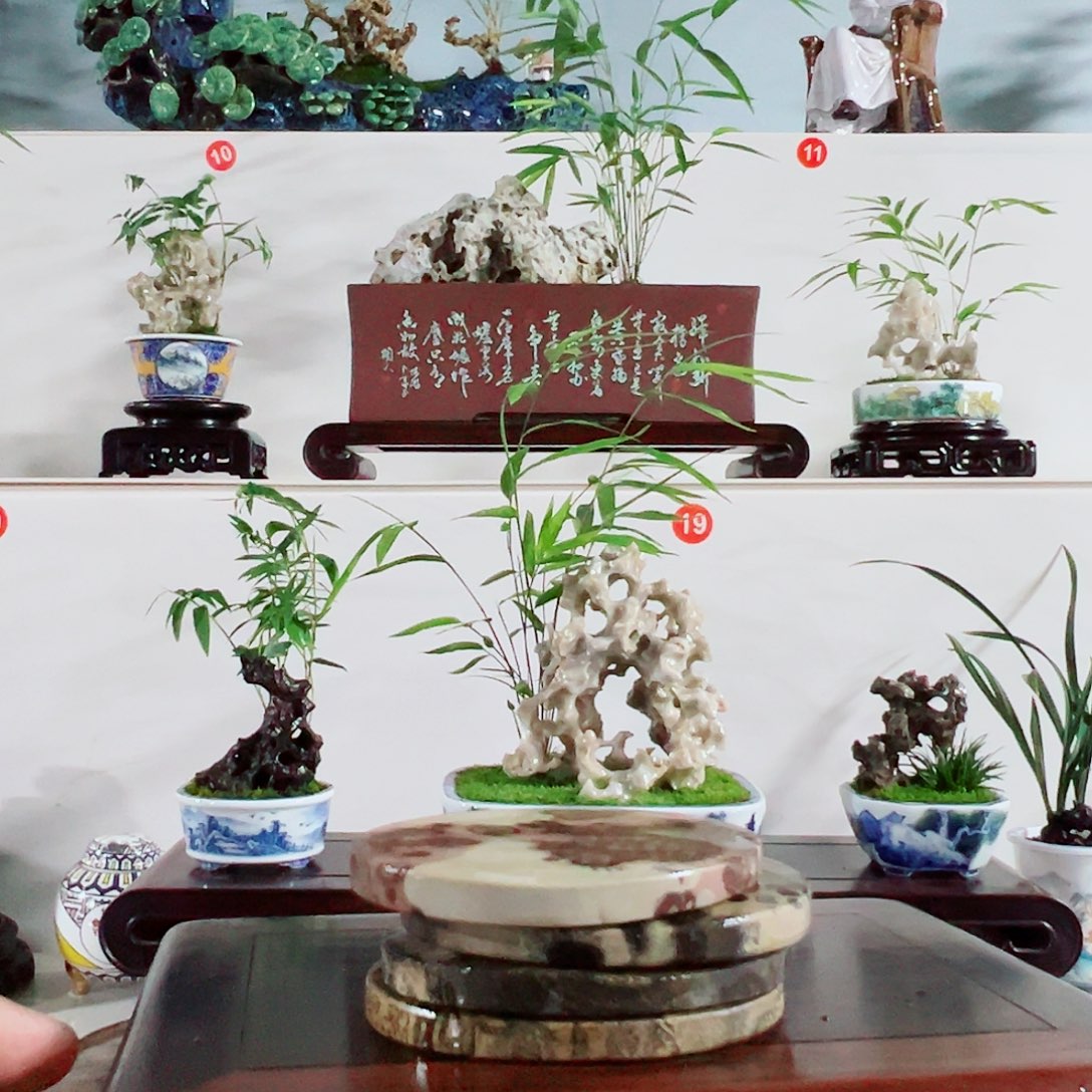 无花朵盆景，凤尾竹，玲珑石