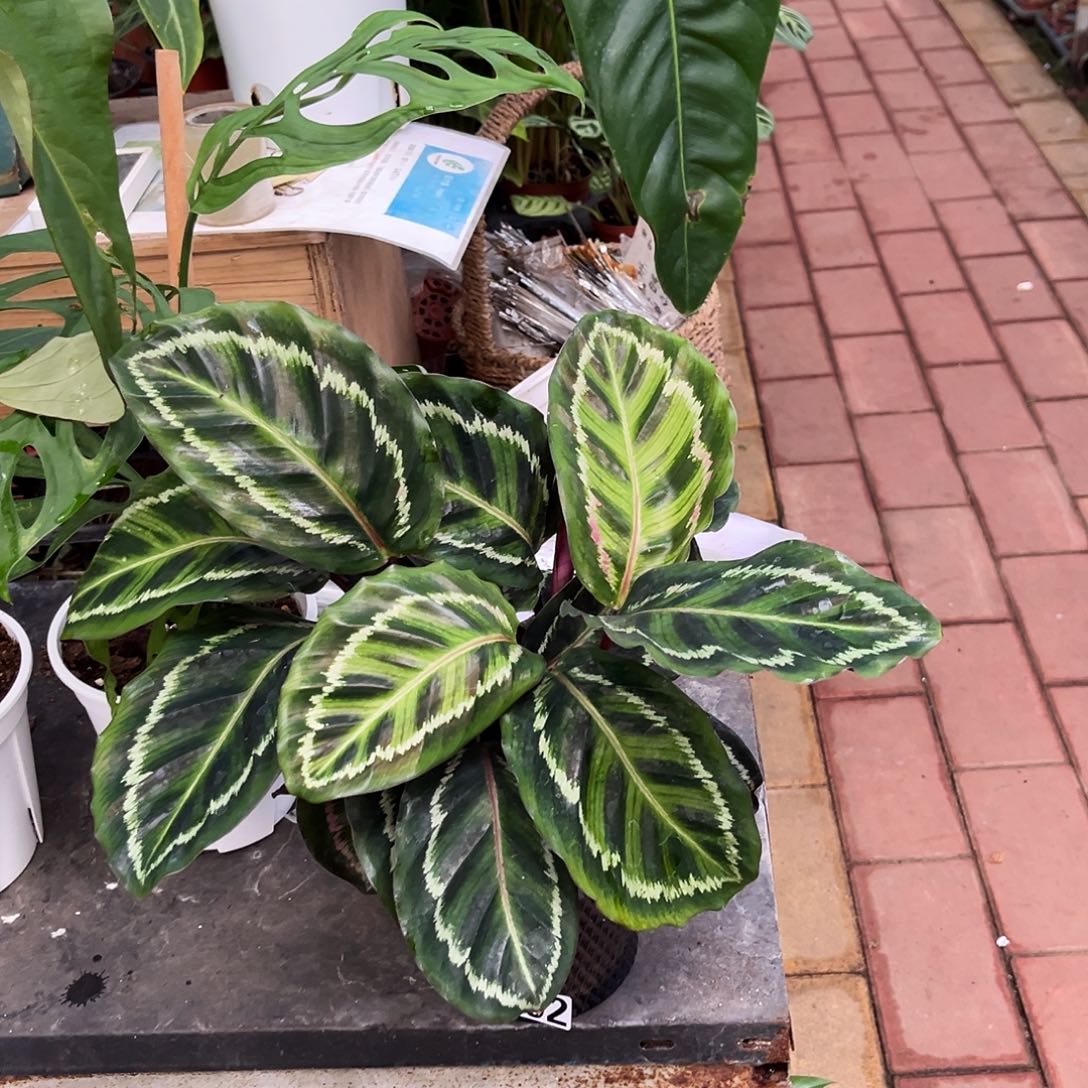 完全开放592 绚丽竹芋
