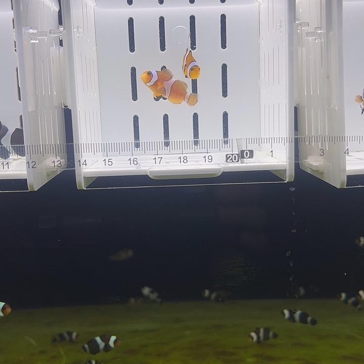 海水鱼海水小丑鱼公子