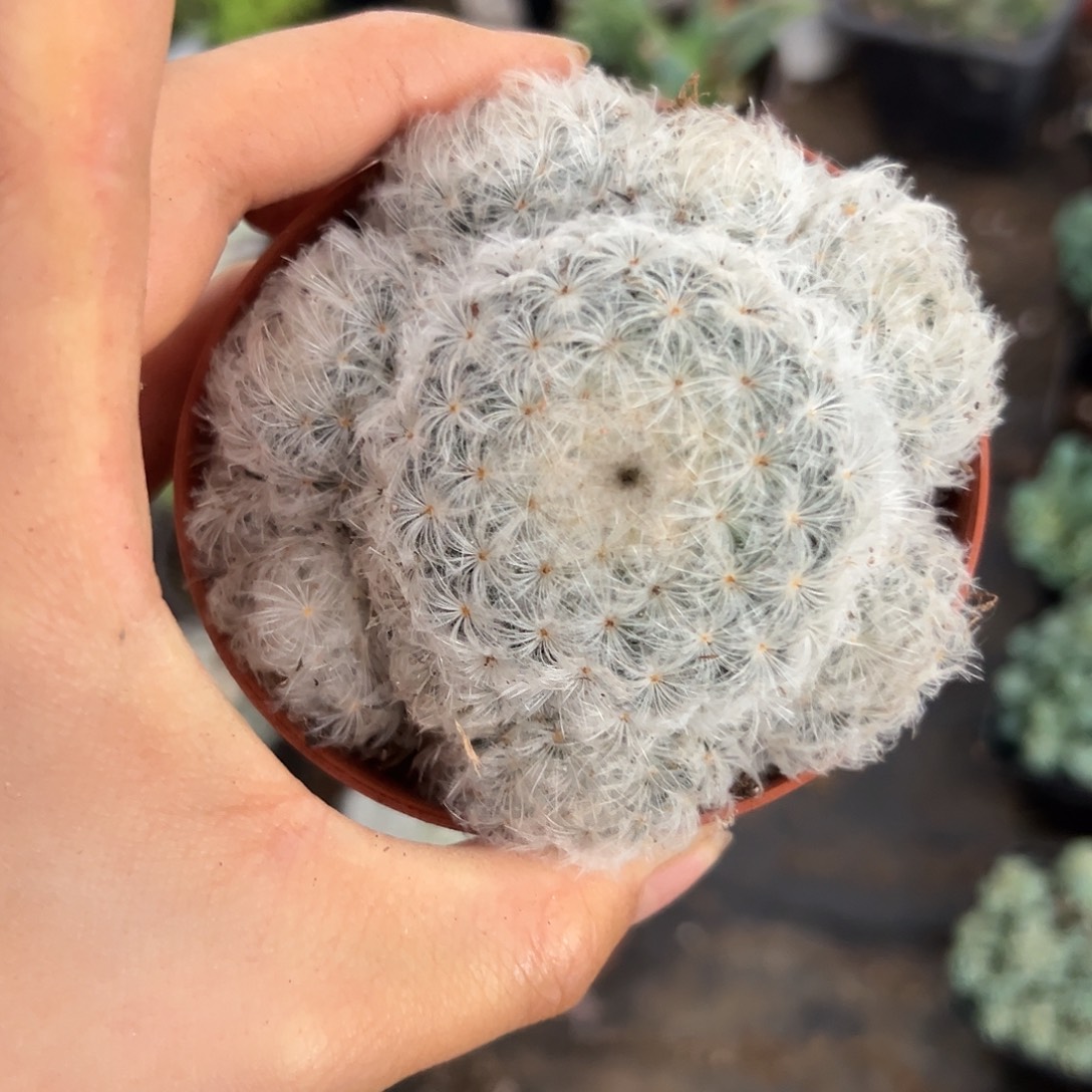 白一口呃呃呃呃呃呃呃呃