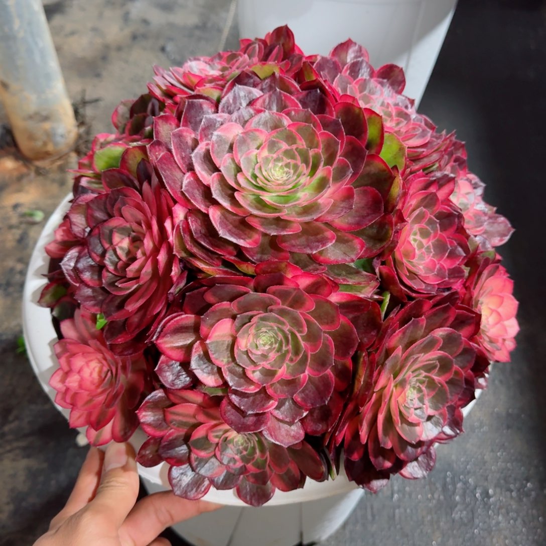 思***柔多肉植物发货寄养黑魔锦