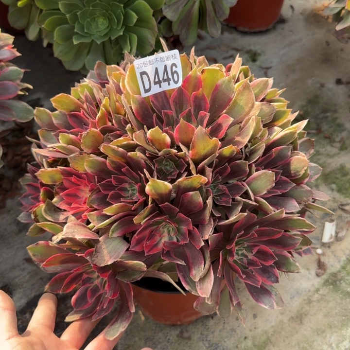 浣纱……多肉植物……多肉植物……