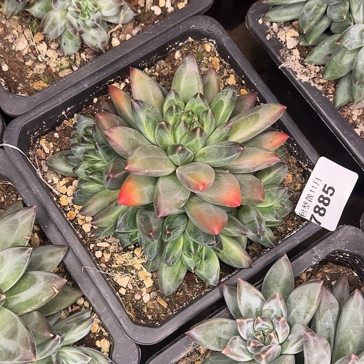 阿雅园艺。         7875