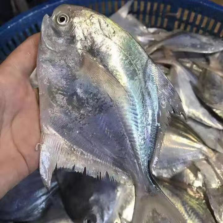 青岛海鲜鲳鱼新鲜鲜活深海海鱼银鲳鱼小鲳鱼镜鱼海昌鱼平鱼
