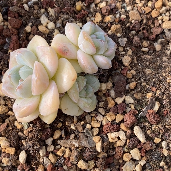 ****字三头透黄哈哈哈哈