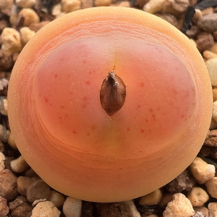 拉登肉锥1473.19日系红拉登尺寸2.2CM