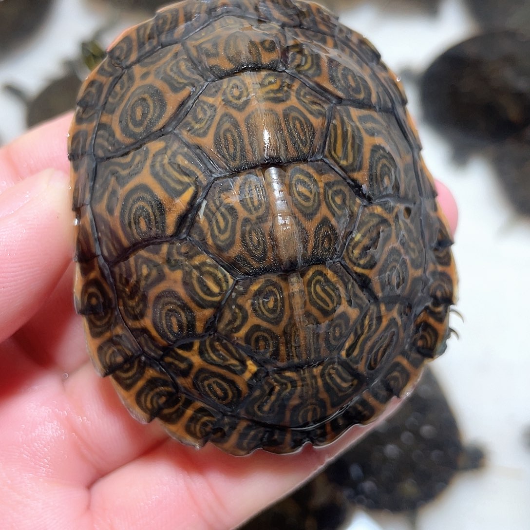 宠物龟不分公母佛甜