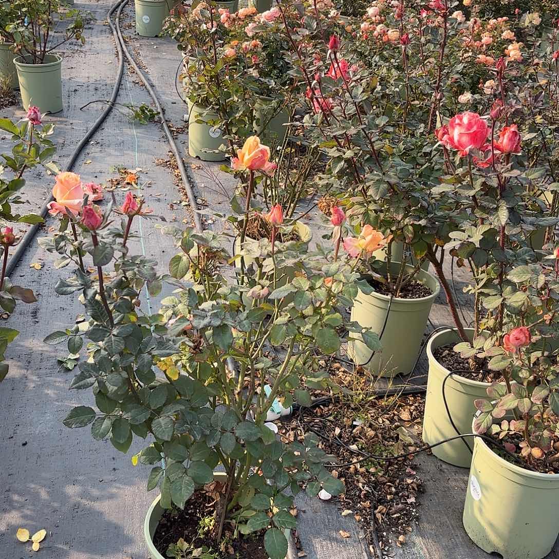 什***啊微光3加仑根接月季