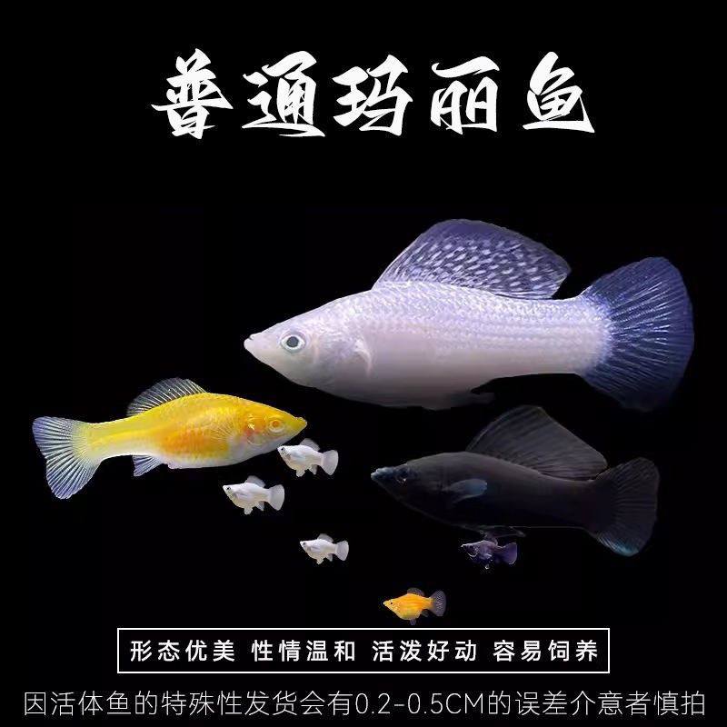 热带观赏鱼玛丽鱼小型观赏鱼新手易繁殖好养活爆缸胎生鱼