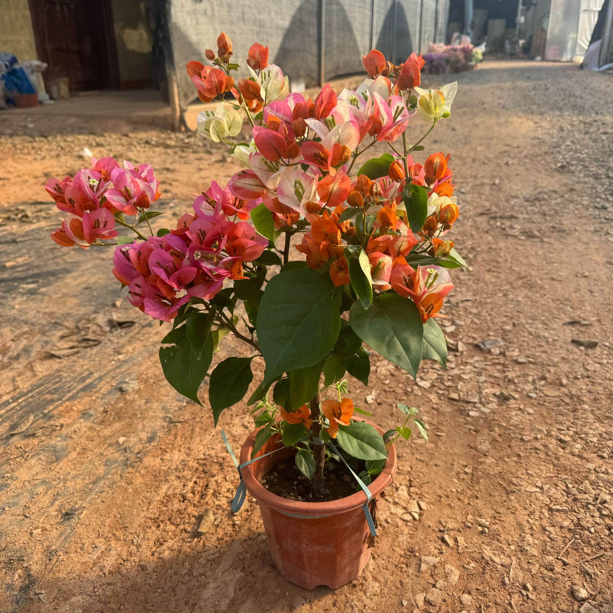 [凤凰]三角梅-基地原盆直发花色多变阳台庭院高飘易养