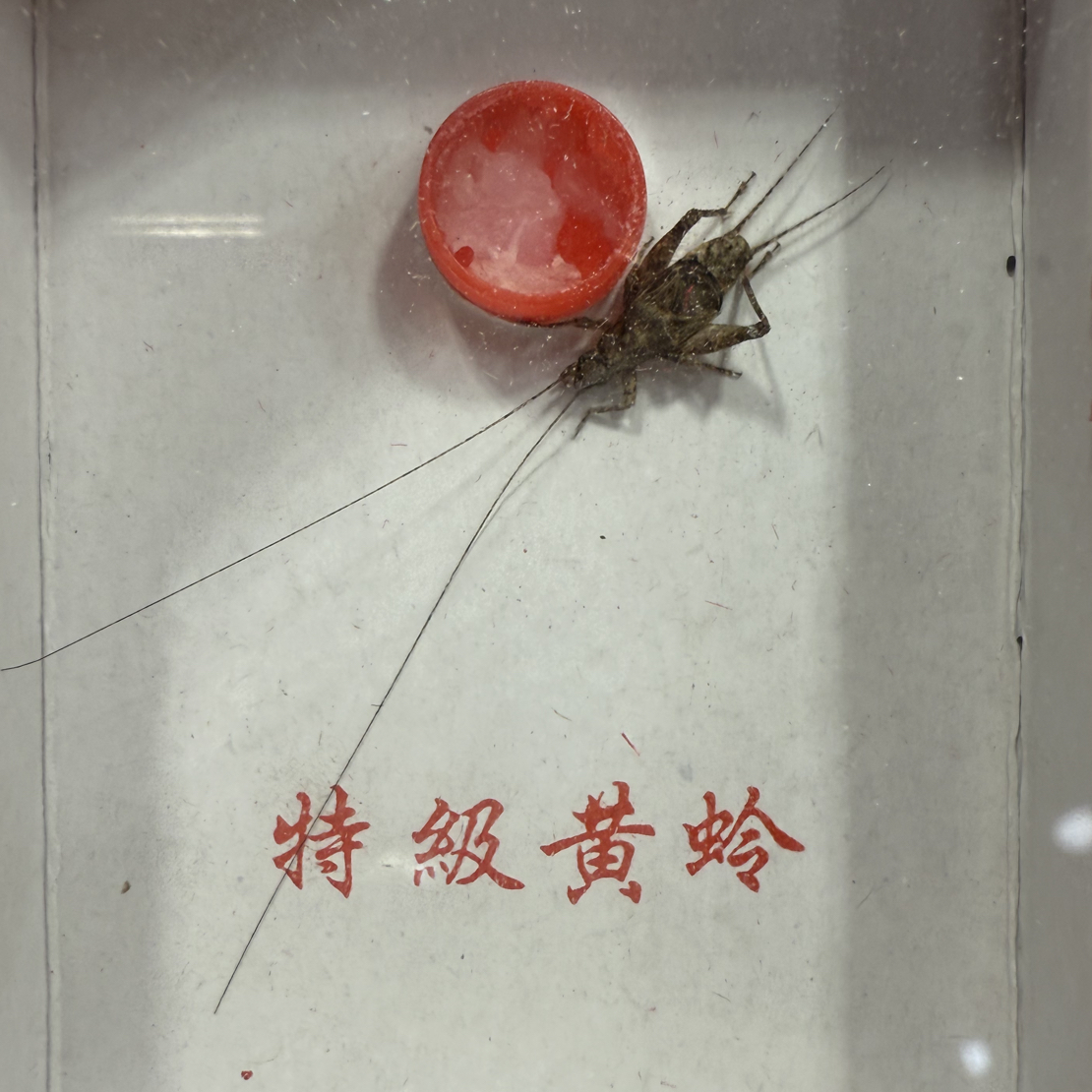 魔王奥蟋鸣虫纸盒
