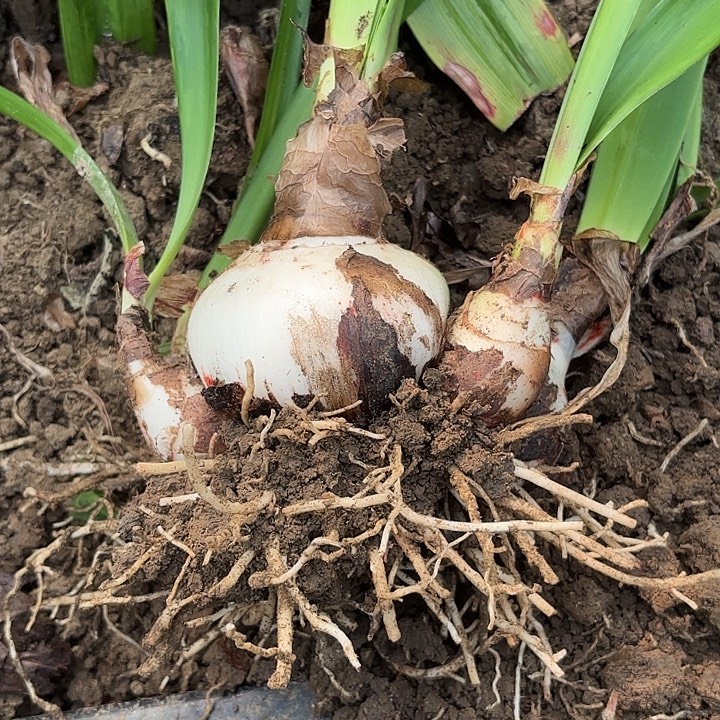 紫***仙无花朵花孔雀包对版二号6314