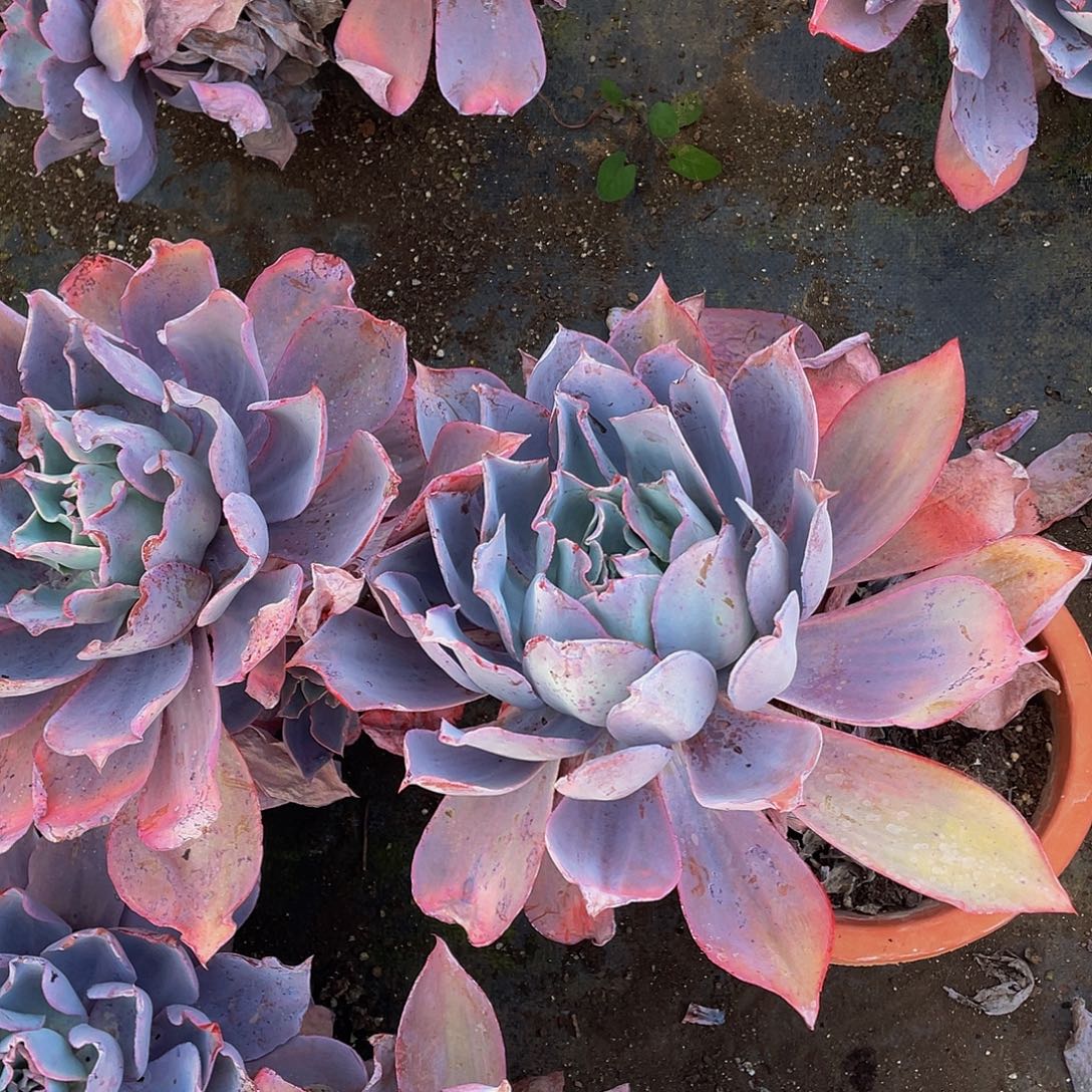 晚霞大单头26.8老桩