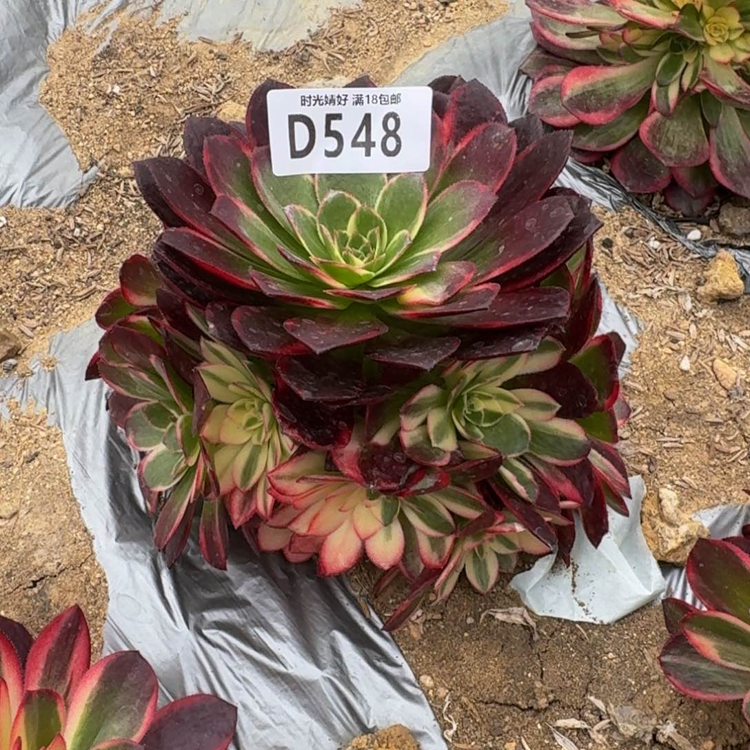 548黑魔锦多肉植物