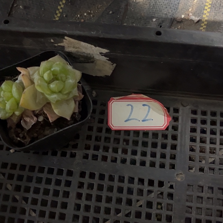 “***”22号框一颗带盆土发