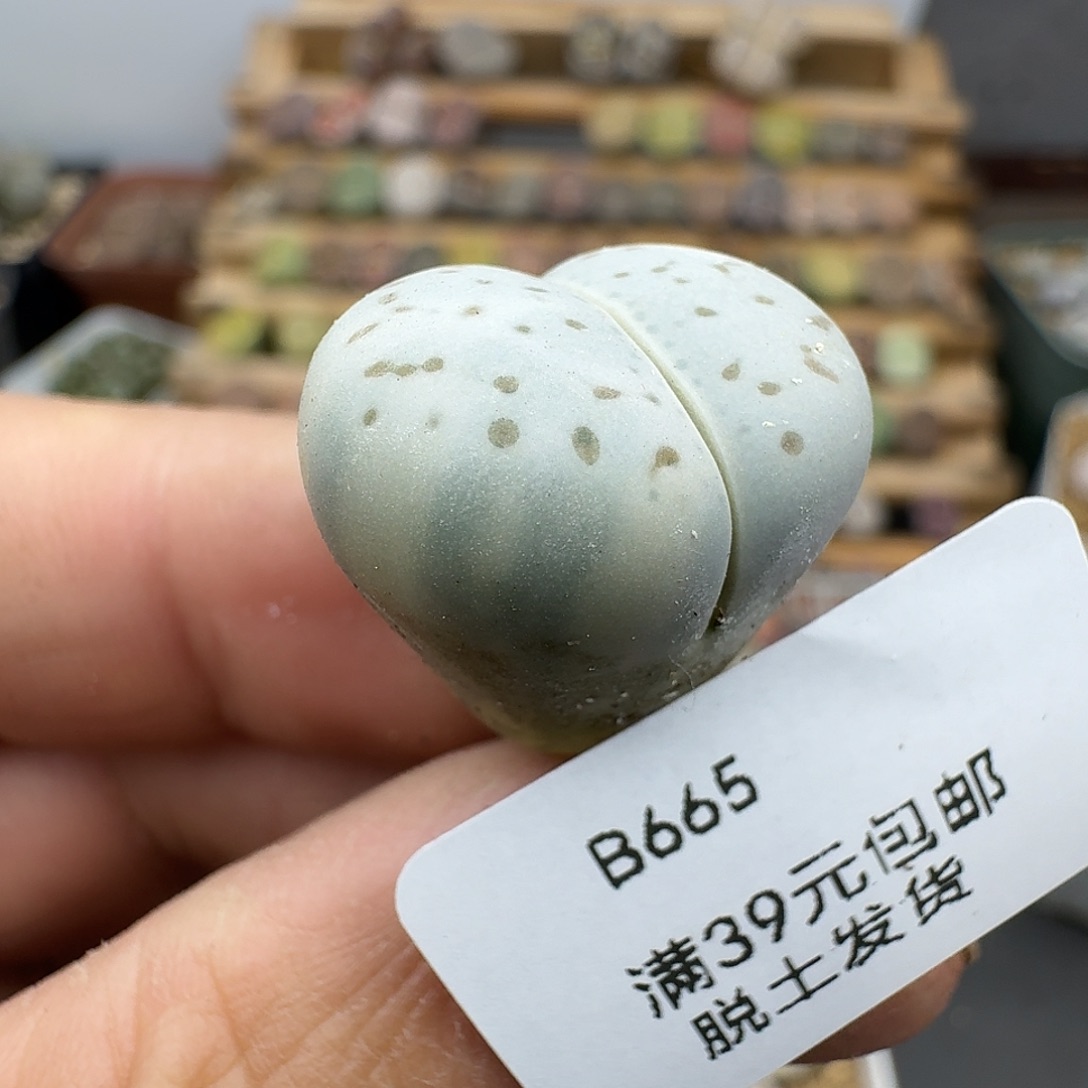 665多肉哈哈哈哈哈哈哈