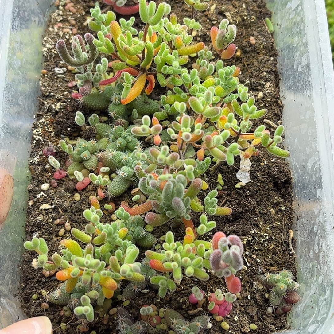 10混播切糕优选枝干