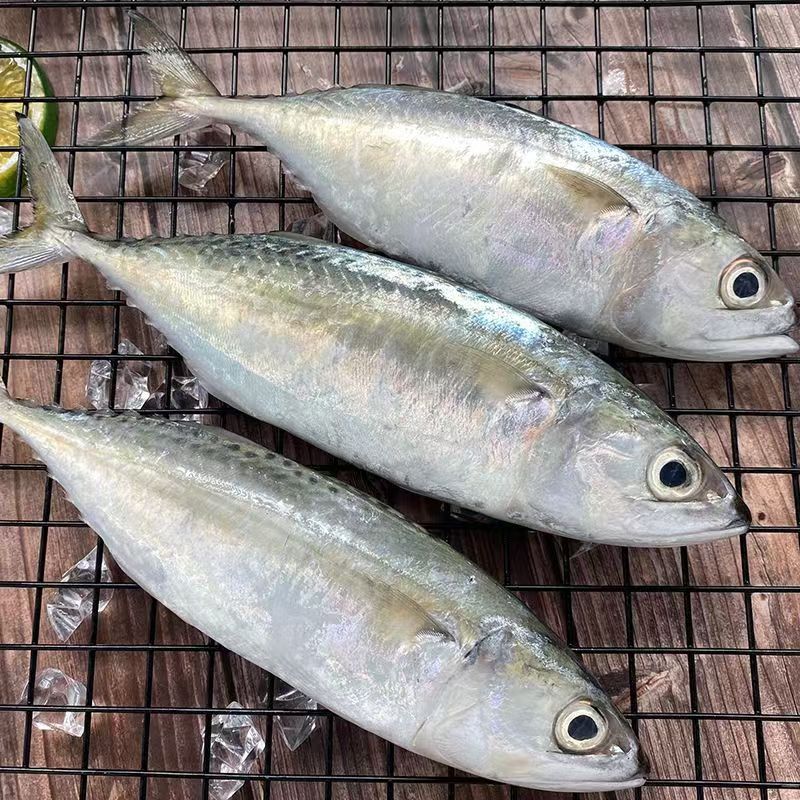 广东新鲜去头去肚白面鱼【杀好一斤4-5条，5斤杀好到手4斤】