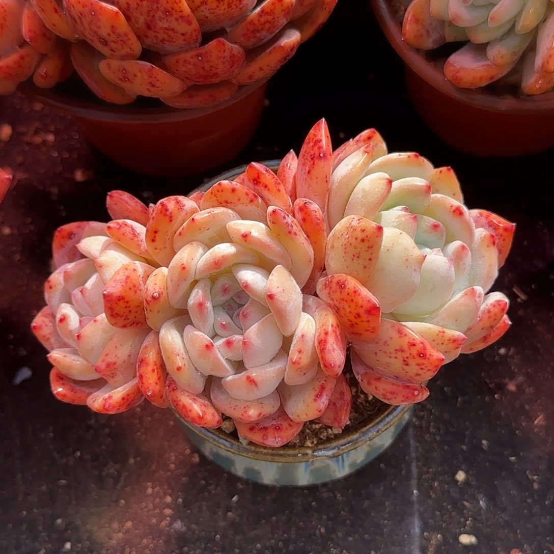 朵朵红血橙一物一拍