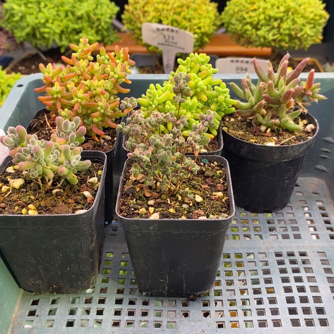 杨***⁷411新手套餐。      