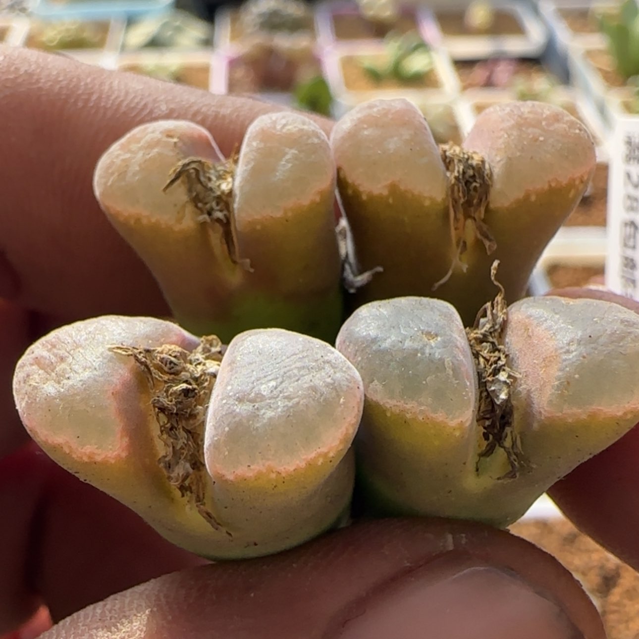 【闪购商品】21728