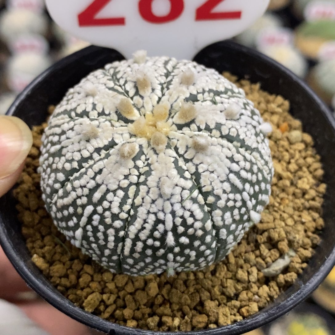 282海星山川奇迹兜