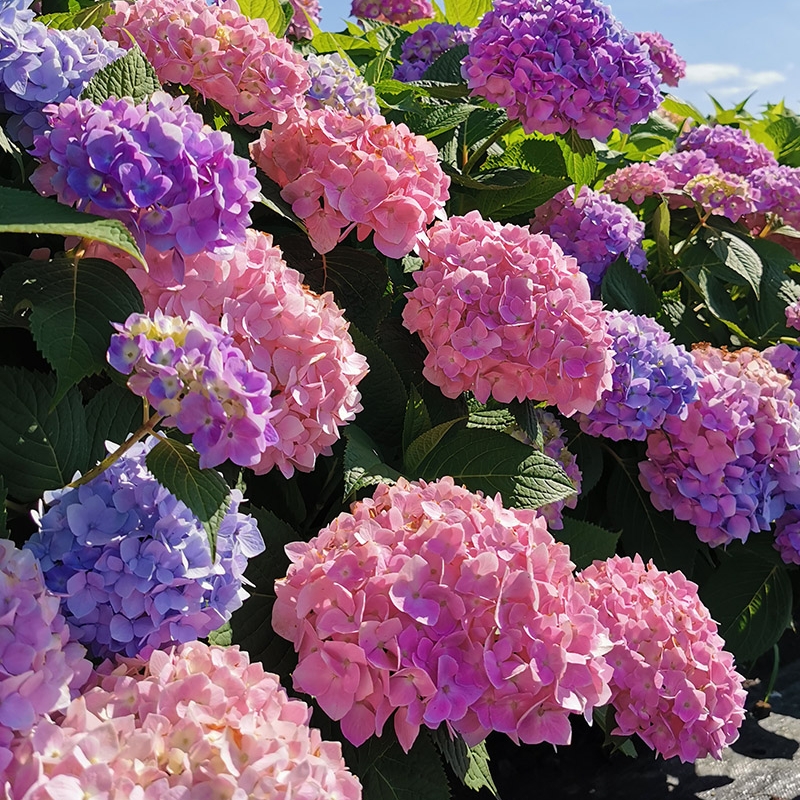 静【买五送一】云南无尽夏大蓝海绣球大苗绣球花盆栽地栽花园易种植