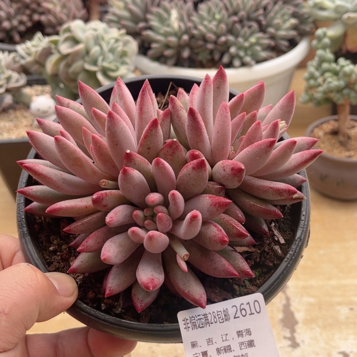 【闪购商品】2610虞美人