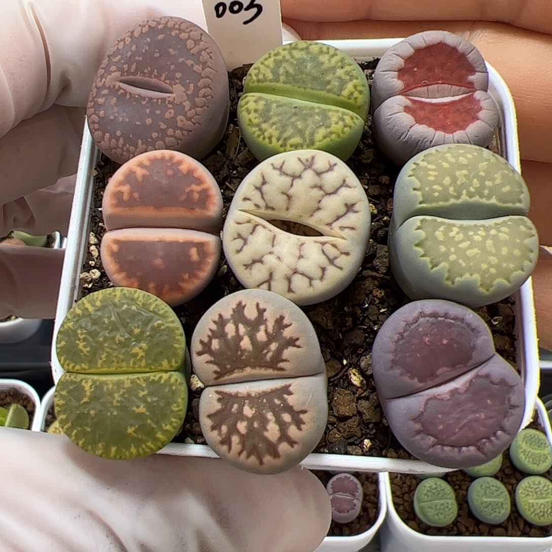 生石花多肉彩拼9棵