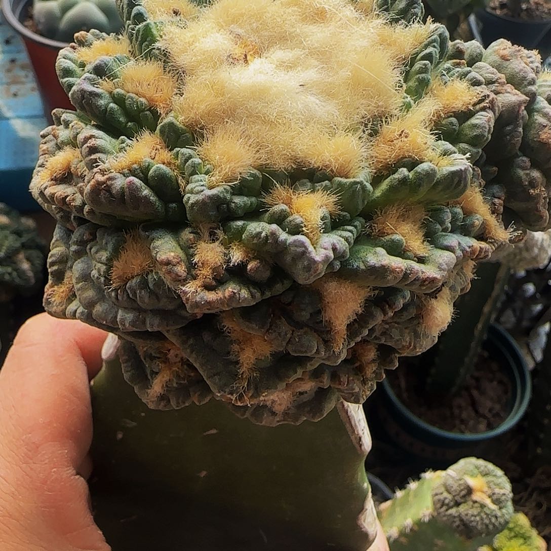 龟甲219仙人球开花