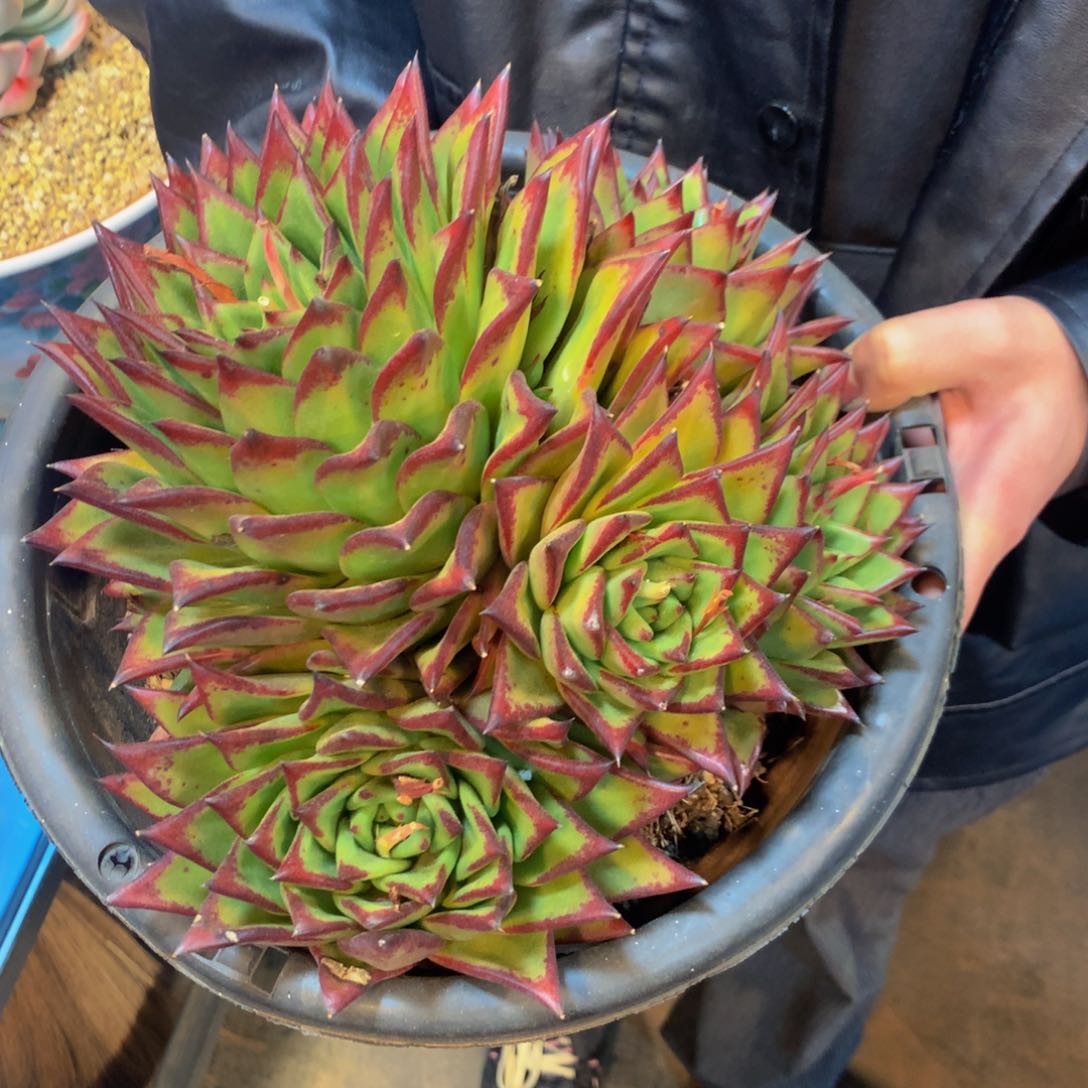 三***姐两颗11111111