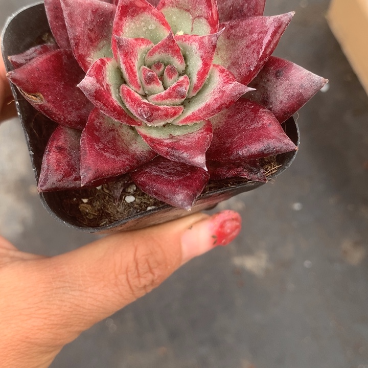 罗（满9.99包邮不满9.99发叶子）