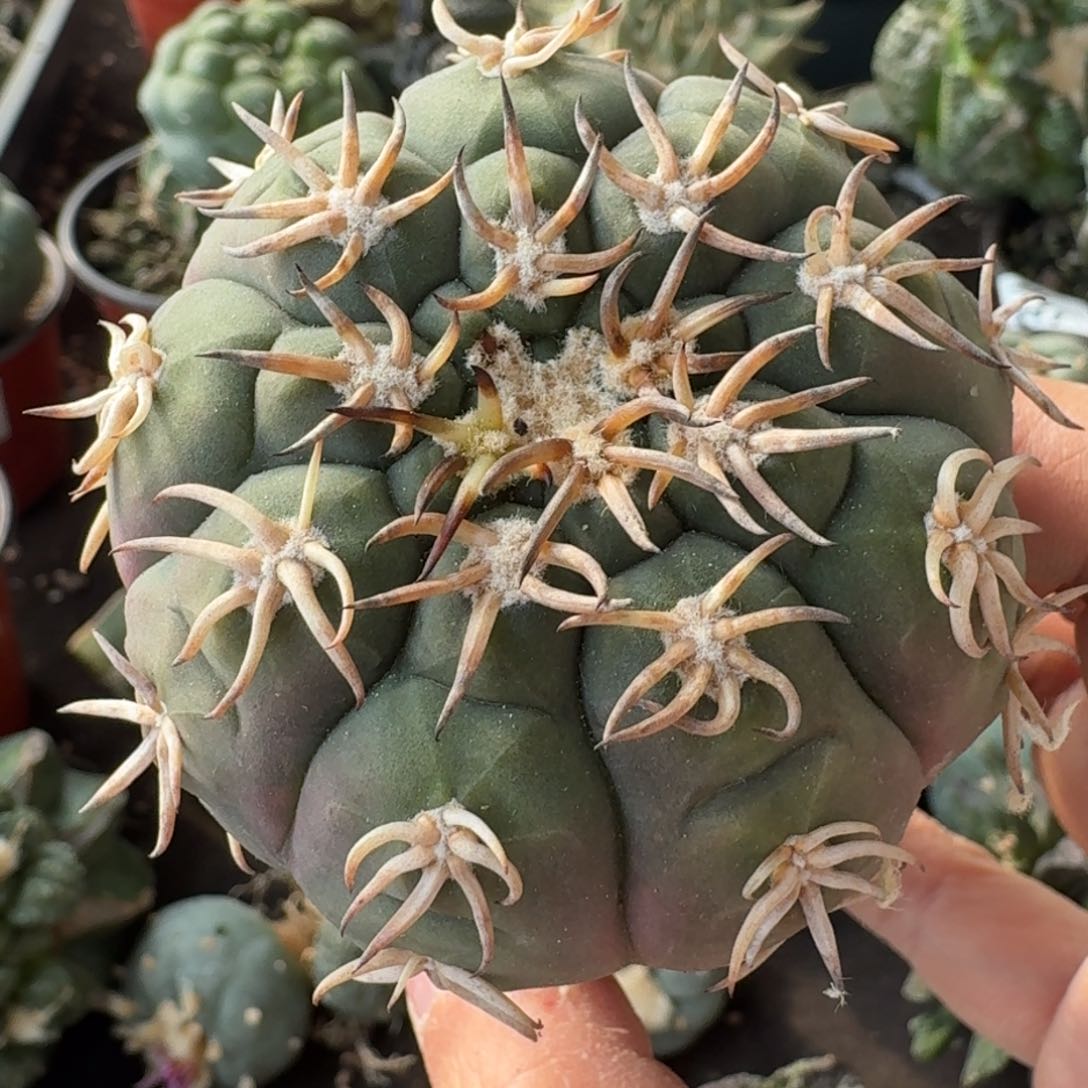 【闪购商品】苗接猫爪286