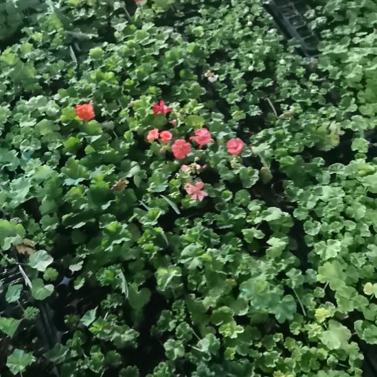 当前无花栽培后可以开花补