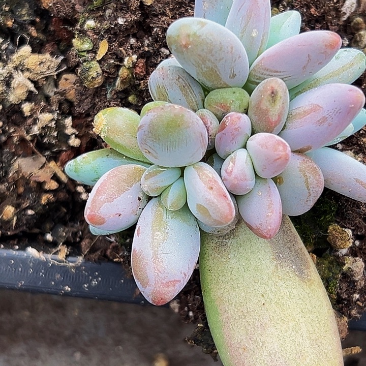 1颗美人系列多肉植物
