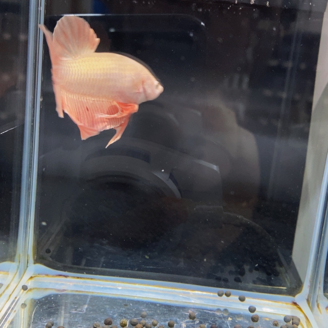 深***y斗鱼292裤兜111111