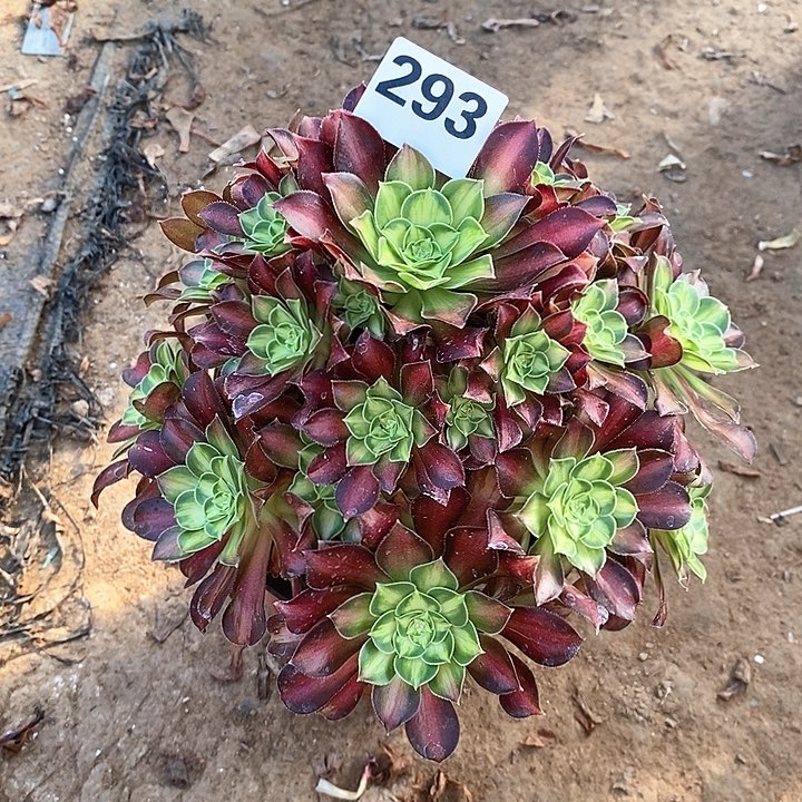 法师植物一物一拍