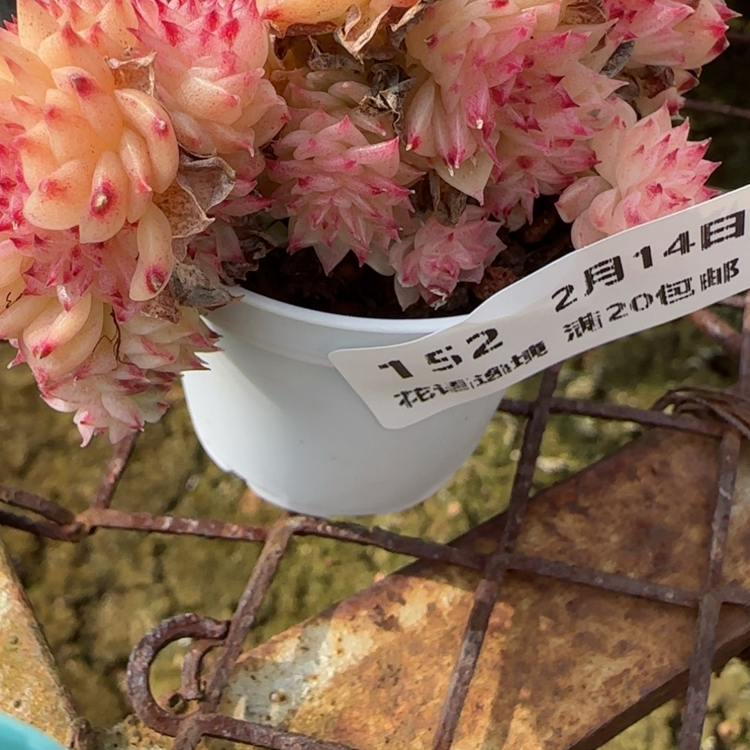 a**a花语逸镜0214-152散