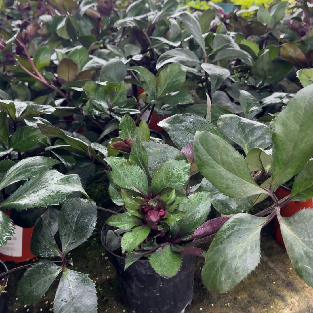 完全开放铁筷子单瓣5005