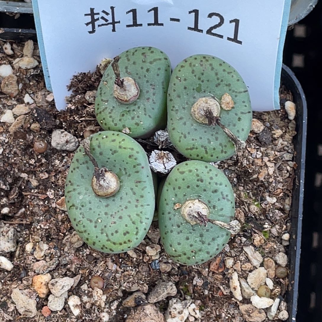 11-121荷叶安贞多肉植物